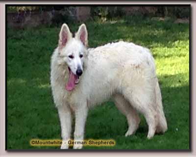 Mountwhite German Shepherd