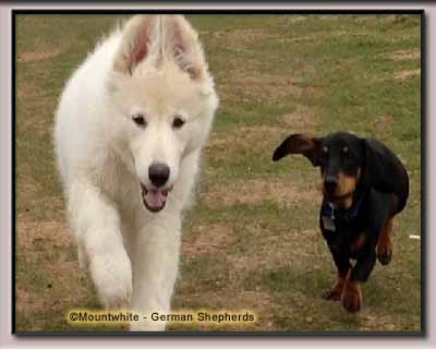 Mountwhite German Shepherds 