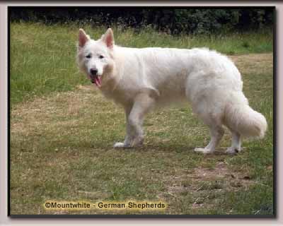 Mountwhite German Shepherd