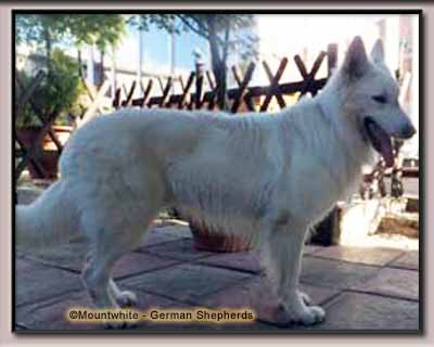 Mountwhite German Shepherd 