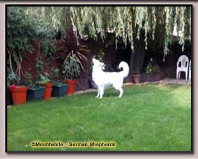 Mountwhite German Shepherd 