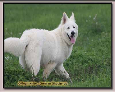 Mount White German Shepherd 