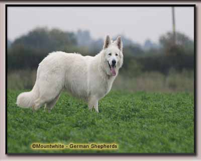 Mount White German Shepherd 